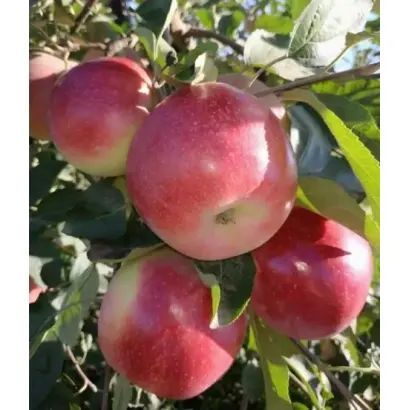 АЛЕКСАНДР БОЙКО