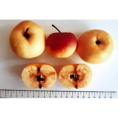 ЛЕТНЕЕ ДАГЕСТАНА