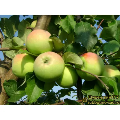 СКРОМНИЦА КАЛЕНТЬЕВА