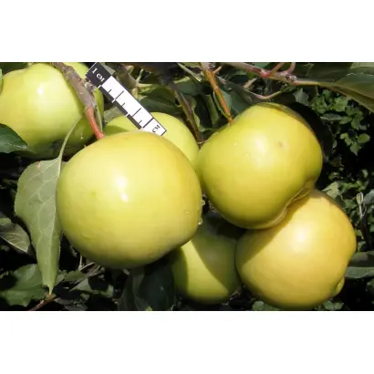 СВЕРДЛОВЧАНИН