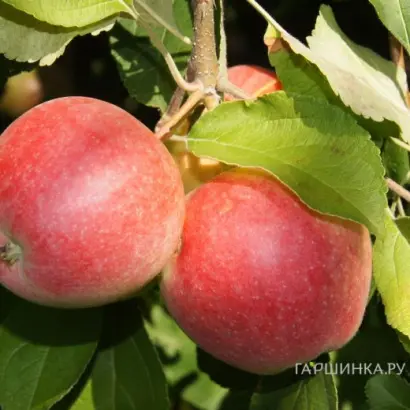 ХВАЛЫНСКОЕ