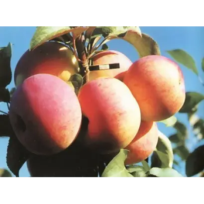 ПАМЯТЬ ИСАЕВА