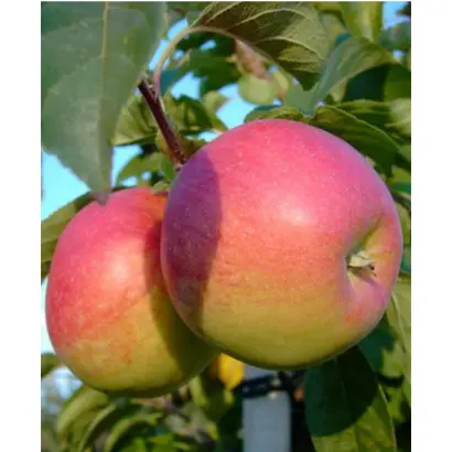 ПАМЯТЬ СЮБАРОВОЙ