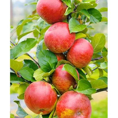 ЛЕТО КРАСНОЕ