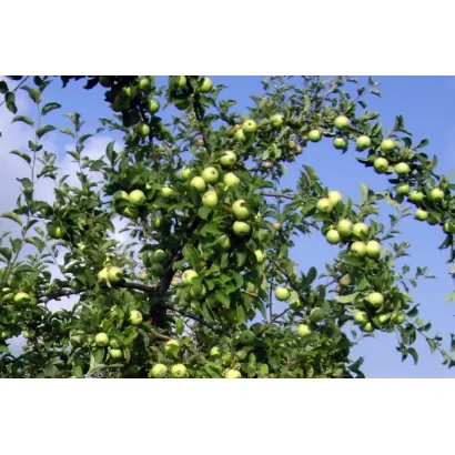 БЕЛОЕ СОЛНЦЕ