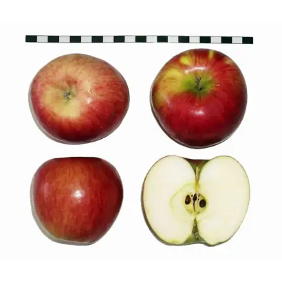 ЧЕРНОМОРСКОЕ ИНДЕНКО