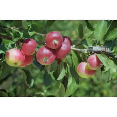 ДОКТОР КУНОВСКИЙ