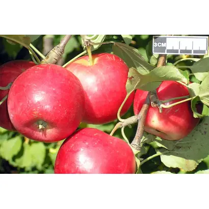 АЛТАЙСКАЯ КРАСАВИЦА