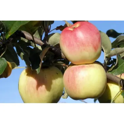 ГОРНЫЙ СИНАП