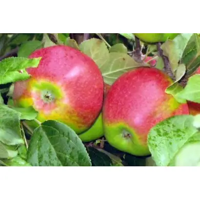 ОРЕНБУРГСКОЕ