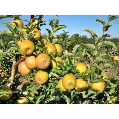 ЗОЛОТОЙ ПОТОК