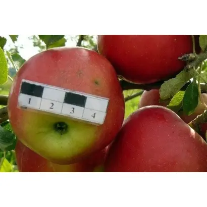 КРАСНЫЙ ДАР