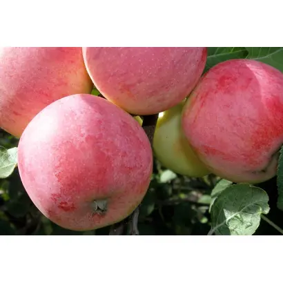 АРОМАТ УКТУСА