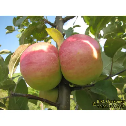 РАДОСТЬ НАДЕЖДЫ