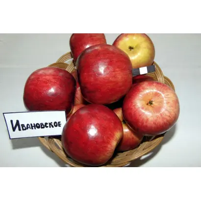 ИВАНОВСКОЕ