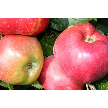 МАЯК СТАНИЧНЫЙ