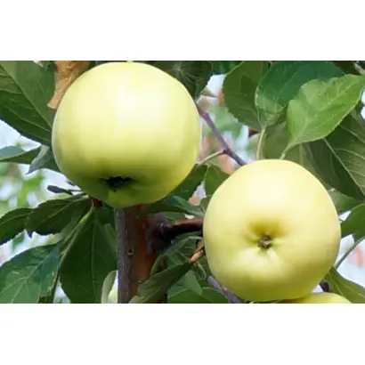 БЕЛОЕ ЛЕТНЕЕ