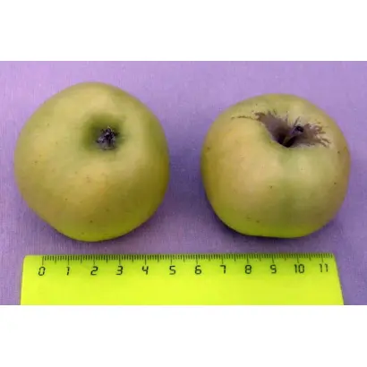 САМОРОДОК КУБАНИ