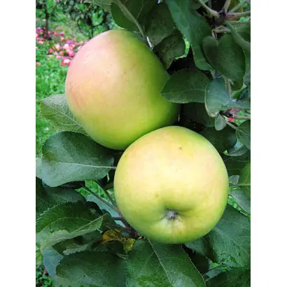 НАТАЛЬЮШКА