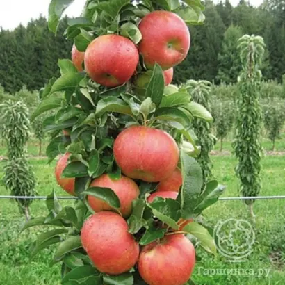 АКАДЕМИЧЕСКАЯ