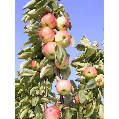 МИХАЙЛОВСКАЯ