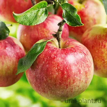 ПЕРВОУРАЛЬСКАЯ