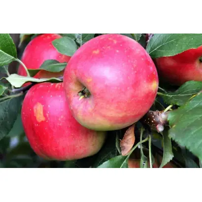 БЛАГАЯ ВЕСТЬ