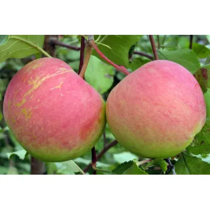 РОДНИКОВАЯ