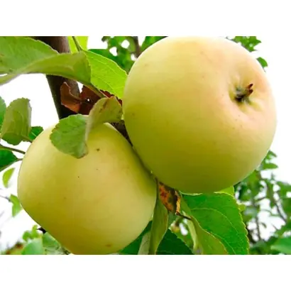 ИСЕТЬ БЕЛАЯ