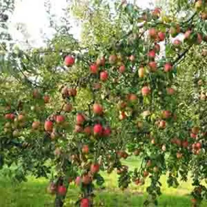 ТАТЬЯНИН ДЕНЬ