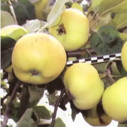 МАСЛОВСКОЕ