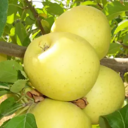 БРЯНСКОЕ ЗОЛОТИСТОЕ