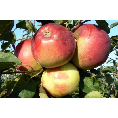 БЕЛОРУССКОЕ СЛАДКОЕ