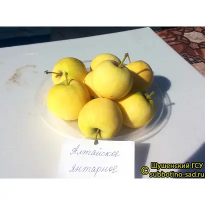 АЛТАЙСКОЕ ЯНТАРНОЕ