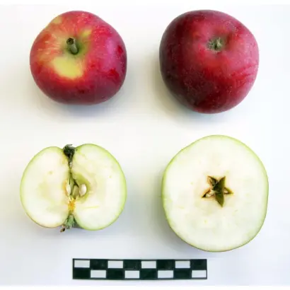 КУБАНСКОЕ РУМЯНОЕ