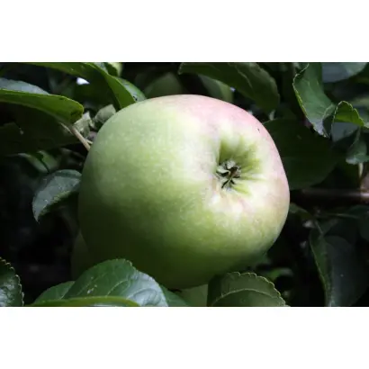 ЧАШНИКОВСКОЕ