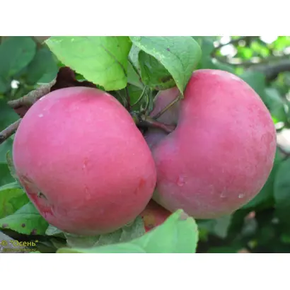 ПАМЯТИ ТИХОМИРОВА