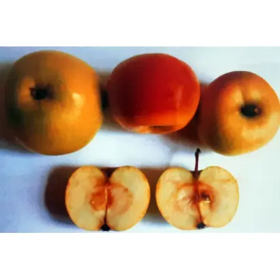 НАРОДНОЕ ДАГЕСТАНА