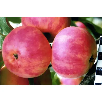 ЮБИЛЕЙНОЕ ШЕВЧЕНКО