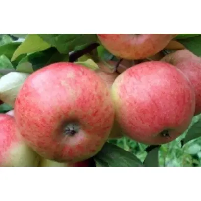 МАЯК ЗАГОРЬЯ