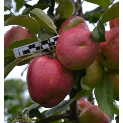 ПРИИСКОВСКОЕ