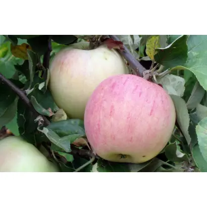 ТЕНЬКОВСКАЯ