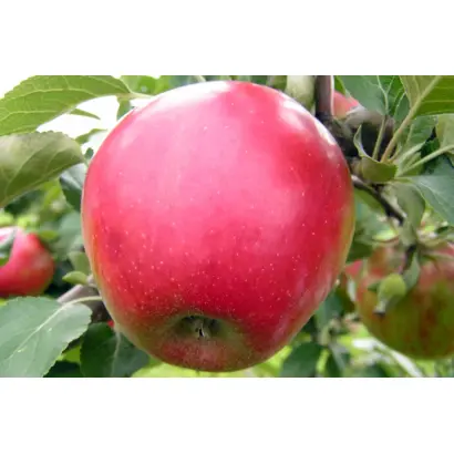 КОВАЛЕНКОВСКОЕ