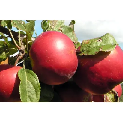 ЗАСЛАВСКОЕ