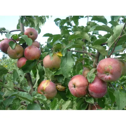 МОРОЗОВСКОЕ