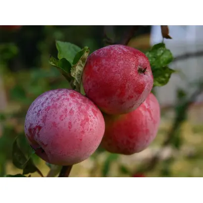 СИНАП МИНУСИНСКИЙ