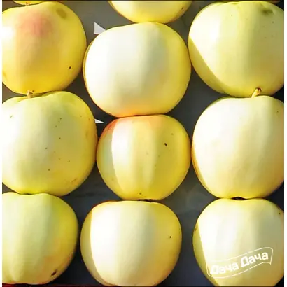 ЗОЛОТОЕ ЛЕТНЕЕ