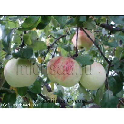 ОСЕННЯЯ СУСОВА