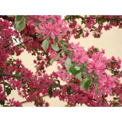 ШАФРАН САЯНСКИЙ