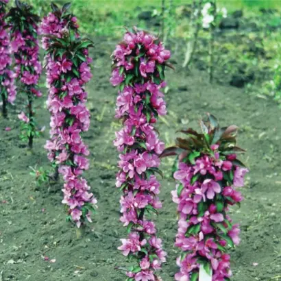 МАЛИНОВОЕ ОЖЕРЕЛЬЕ